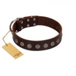 "Starry-Eyed" Best Quality FDT Artisan Brown Designer Leather Riesenschnauzer Collar with Small Plates
