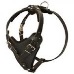 Protection Leather Riesenschnauzer Harness for Attack / Agitation Dog Training