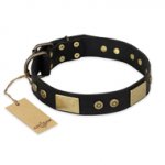 "Spanish night" FDT Artisan Fashionable Leather Walking Riesenschnauzer Collar