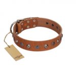 "Silver Age" Fashionable FDT Artisan Tan Leather Riesenschnauzer Collar with Silver-Like Studs
