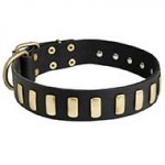 Fancy Leather Riesenschnauzer Collar with Brass Plates