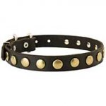 Leather Riesenschnauzer Collar with Brass Circles for Fashionable Walking