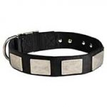 Nylon Riesenschnauzer Collar Massive Nickel Plates