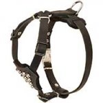 Studded Leather Riesenschnauzer Puppy Harness