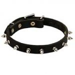 Riesenschnauzer Leather Collar Spiked 3/4 Inch