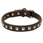 Riesenschnauzer Leather Collar Caterpillar Design