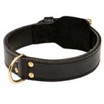 Training 2 Ply Leather Riesenschnauzer Collar
