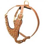 Brass Spiked Leather Riesenschnauzer Harness for Fashion Walking
