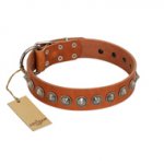 "Silver Spike" Handmade FDT Artisan Tan Leather Riesenschnauzer Collar with Old Silver-Like Spikes