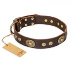 "One-of-a-Kind" FDT Artisan Handmade Decorated Brown Leather Riesenschnauzer Collar