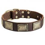 Leather Riesenschnauzer Collar with Massive Brass Plates