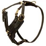 Padded Leather Riesenschnauzer Harness for Agitation Training