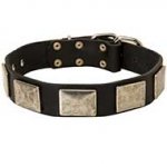 Leather Riesenschnauzer Collar with Large Nickel Plates