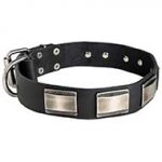 Leather Riesenschnauzer Collar Massive Nickel Plates