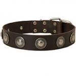 Leather Riesenschnauzer Collar Decorated with Silver Conchos