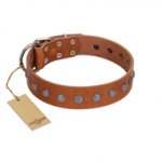 "Little Floret" Fashionable FDT Artisan Tan Leather Riesenschnauzer Collar with Silver-Like Adornments