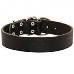 Wide Leather Riesenschnauzer Collar for Training and Walking