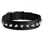 Exclusive Nylon Riesenschnauzer Collar with Awesome Nickel Cones