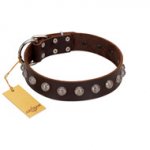 "Lucky Silver" Designer Handmade FDT Artisan Brown Leather Riesenschnauzer Collar