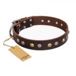 "Golden"n"Silver Luxury" FDT Artisan Leather Riesenschnauzer Collar with Engraved Studs