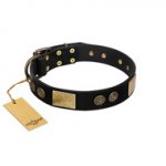 "Chicci-Glam" FDT Artisan Black Leather Riesenschnauzer Collar with Plates and Ornate Studs