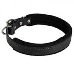 Padded Leather Riesenschnauzer Collar 25 mm for Dog Training