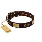 "Bow-Wow Effect" FDT Artisan Brown Leather Riesenschnauzer Collar with Plates and Ornate Studs