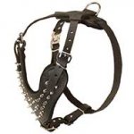 Spiked Leather Riesenschnauzer Harness for Fashionable Walking