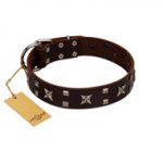 "Bigwig Woof" FDT Artisan Brown Leather Riesenschnauzer Collar with Chrome Plated Stars and Square Studs