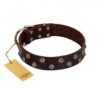 "Blossom Jewel" FDT Artisan Brown Leather Riesenschnauzer Collar with Two Rows of Silver-like Studs with Engraved Flowers
