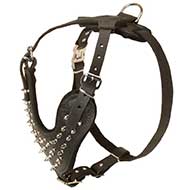 Spiked Leather Riesenschnauzer Harness for Fashionable Walking