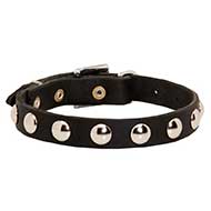 Beautiful Leather Riesenschnauzer Collar Decorated with Half-Ball Studs
