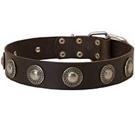 Leather Riesenschnauzer Collar Decorated with Silver Conchos