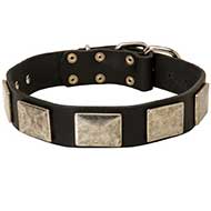 Leather Riesenschnauzer Collar with Large Nickel Plates