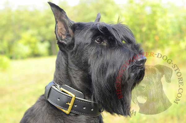 Riesenschnauzer 2 Ply Leather Collar for Comfortable Walking and Training