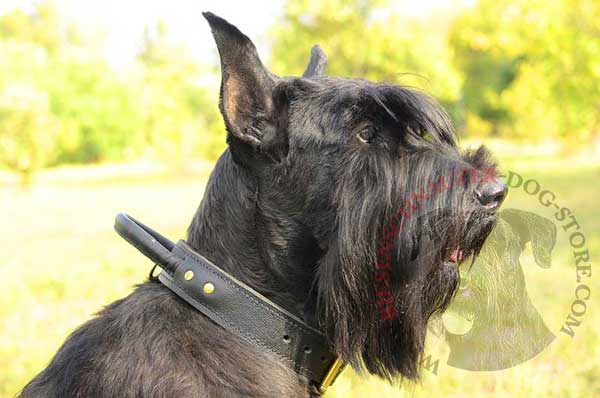 Dog collar made of 2 leather plies for Riesenschnauzer’s management