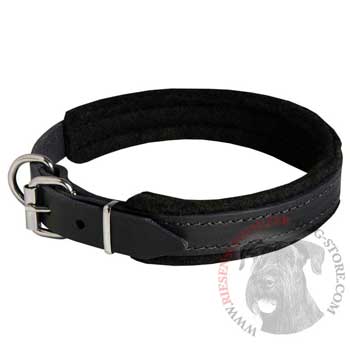 Padded Leather Riesenschnauzer Collar Adjustable