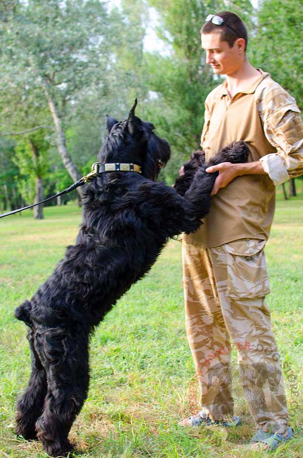 Easily Adjustable Collar Leather for Riesenschnauzer Effective Training
