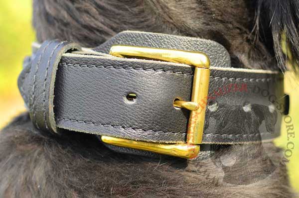 Rust Resistant Brass Buckle on Riesenschnauzer Leather Collar