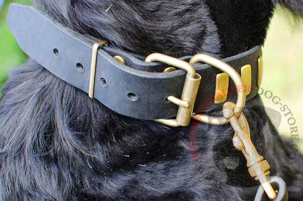 Brass Buckle and D-ring on Walking and Training Riesenschnauzer Collar