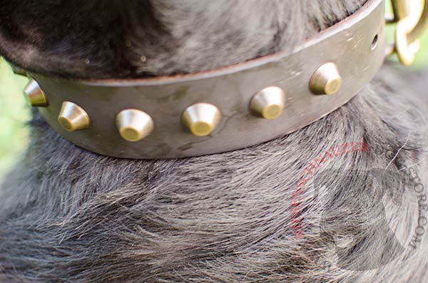 Brass pyramids  on leather Reisenschnauzer collar