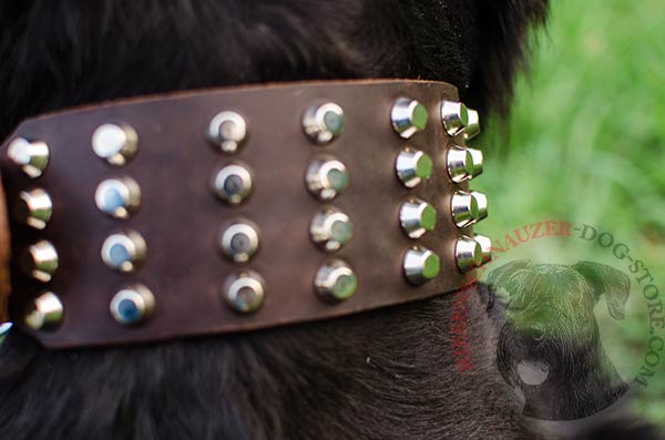 4 rows of nickel-plated cones carefully riveted on leather collar