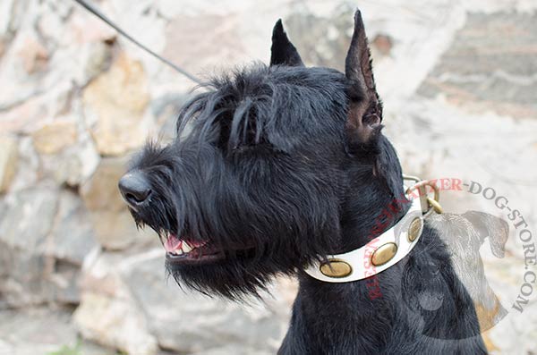 White leather Reisenschnauzer leather collar with brass ovals
