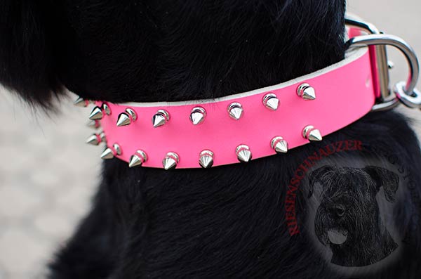Silver-colored spiked set in 2 rows on pink Riesenschnauzer collar