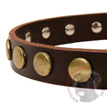 Designer Leather Dog Collar for Walking Riesenschnauzer