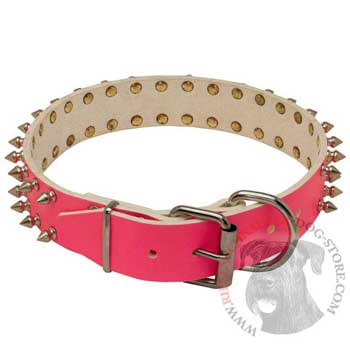Designer Collar for Female Riesenschnauzer