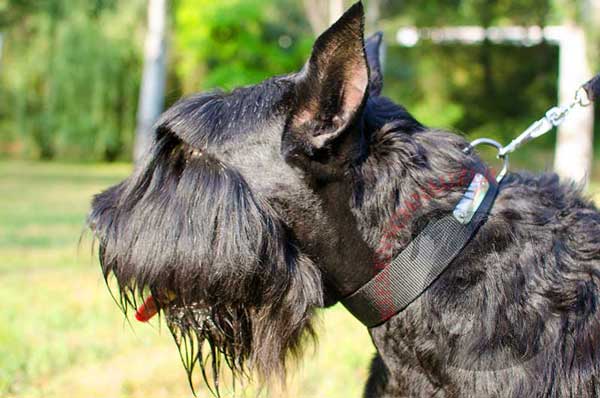 Identification nylon dog collar with name tag for Riesenschnauzer