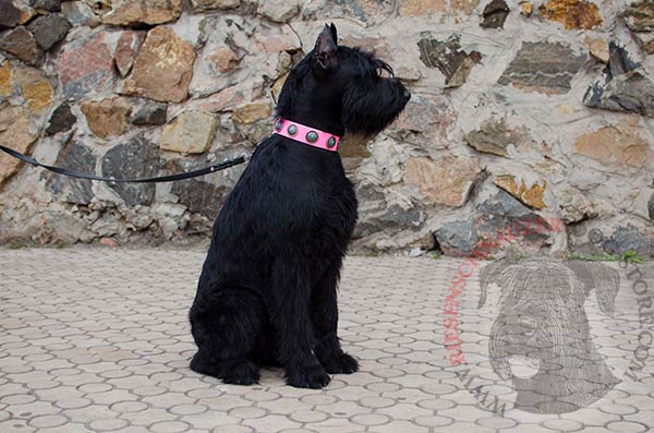 Decorated with conchos Reisenschnauzer collar creative design
