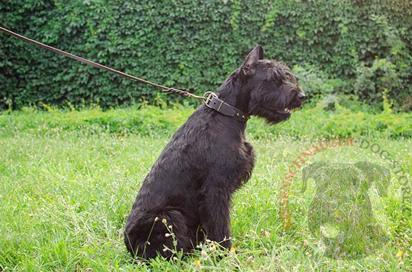 Leather Riesenschnauzer studded collar for stylish walking