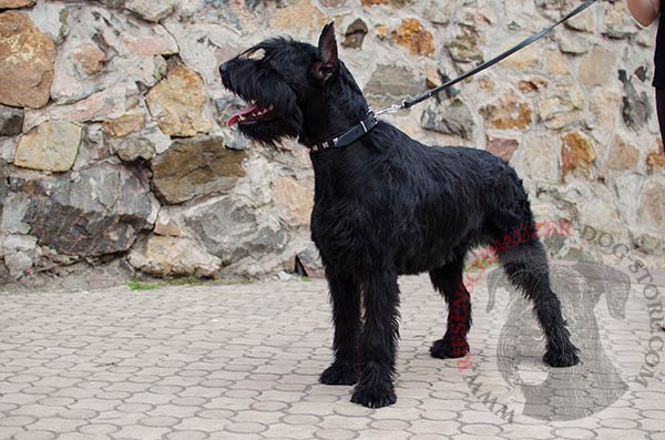 Attractive leather black collar with decorative studs